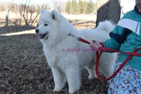 Ivy, a female Samoyed for sale in Curtiss, WI – 2 of 10