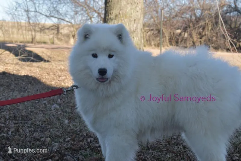 Ivy – Samoyed puppy for sale in Curtiss, WI
