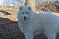Ivy, a female Samoyed for sale in Curtiss, WI – 1 of 10