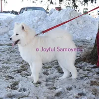 Valentine, a female Samoyed for sale in Curtiss, WI – Photo 4 of 10