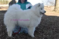 Ivy, a female Samoyed for sale in Curtiss, WI – 3 of 10