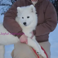 Valentine, a female Samoyed for sale in Curtiss, WI – Photo 7 of 10