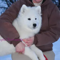 Valentine, a female Samoyed for sale in Curtiss, WI – Photo 5 of 10