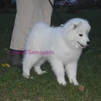 Valentine, a female Samoyed for sale in Curtiss, WI – Photo 8 of 10
