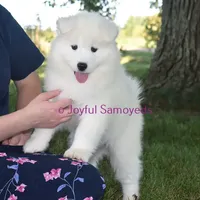 Valentine, a female Samoyed for sale in Curtiss, WI – Photo 10 of 10
