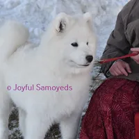 Valentine, a female Samoyed for sale in Curtiss, WI – Photo 1 of 10