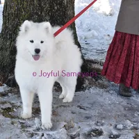 Valentine, a female Samoyed for sale in Curtiss, WI – Photo 2 of 10