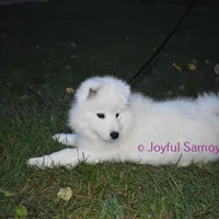 Valentine, a female Samoyed for sale in Curtiss, WI – Photo 9 of 10