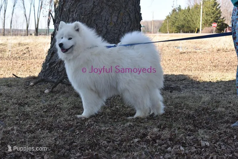 Onyx – Samoyed puppy for sale in Curtiss, WI