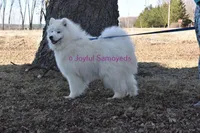 Onyx, a male Samoyed for sale in Curtiss, WI – 1 of 10