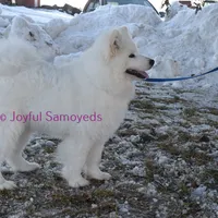 Baby Silver, a male Samoyed for sale in Curtiss, WI – Photo 2 of 10
