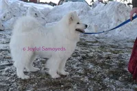 Baby Silver, a male Samoyed for sale in Curtiss, WI – Photo 2 of 10