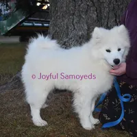 Baby Silver, a male Samoyed for sale in Curtiss, WI – Photo 6 of 10