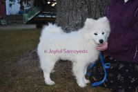 Baby Silver, a male Samoyed for sale in Curtiss, WI – Photo 6 of 10