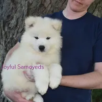 Baby Silver, a male Samoyed for sale in Curtiss, WI – Photo 10 of 10