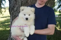 Baby Silver, a male Samoyed for sale in Curtiss, WI – Photo 10 of 10