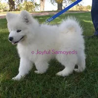 Baby Silver, a male Samoyed for sale in Curtiss, WI – Photo 8 of 10
