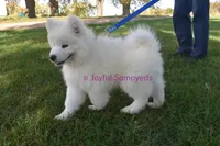 Baby Silver, a male Samoyed for sale in Curtiss, WI – Photo 8 of 10