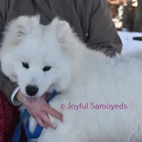 Baby Silver, a male Samoyed for sale in Curtiss, WI – Photo 3 of 10