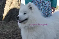 Onyx, a male Samoyed for sale in Curtiss, WI – 2 of 10