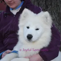 Baby Silver, a male Samoyed for sale in Curtiss, WI – Photo 5 of 10