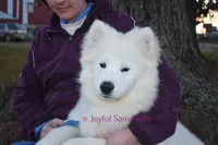 Baby Silver, a male Samoyed for sale in Curtiss, WI – Photo 5 of 10