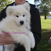 Baby Silver, a male Samoyed for sale in Curtiss, WI – Photo 7 of 10