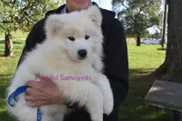 Baby Silver, a male Samoyed for sale in Curtiss, WI – Photo 7 of 10