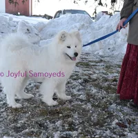 Baby Silver, a male Samoyed for sale in Curtiss, WI – Photo 1 of 10