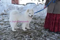 Baby Silver, a male Samoyed for sale in Curtiss, WI – Photo 1 of 10