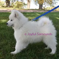 Baby Silver, a male Samoyed for sale in Curtiss, WI – Photo 9 of 10