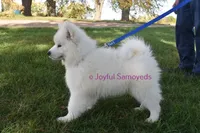 Baby Silver, a male Samoyed for sale in Curtiss, WI – Photo 9 of 10