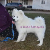 Baby Silver, a male Samoyed for sale in Curtiss, WI – Photo 4 of 10