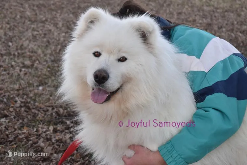 Balto – Samoyed puppy for sale in Curtiss, WI