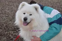 Balto, a male Samoyed for sale in Curtiss, WI – 1 of 10