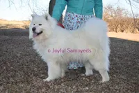 Balto, a male Samoyed for sale in Curtiss, WI – 3 of 10
