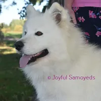 Balto, a male Samoyed for sale in Curtiss, WI – Photo 2 of 9