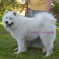 Balto, a male Samoyed for sale in Curtiss, WI – Photo 7 of 9