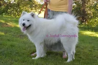 Balto, a male Samoyed for sale in Curtiss, WI – Photo 7 of 9