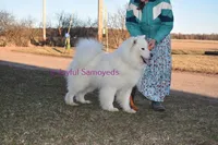 Balto, a male Samoyed for sale in Curtiss, WI – 2 of 10