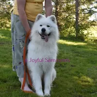 Balto, a male Samoyed for sale in Curtiss, WI – Photo 8 of 9