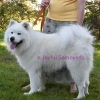 Balto, a male Samoyed for sale in Curtiss, WI – Photo 6 of 9