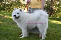 Balto, a male Samoyed for sale in Curtiss, WI – Photo 6 of 9