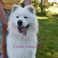 Balto, a male Samoyed for sale in Curtiss, WI – Photo 9 of 9
