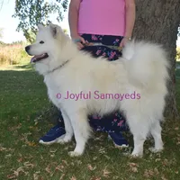 Balto, a male Samoyed for sale in Curtiss, WI – Photo 4 of 9