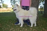 Balto, a male Samoyed for sale in Curtiss, WI – Photo 4 of 9