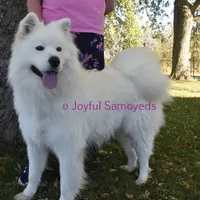 Balto, a male Samoyed for sale in Curtiss, WI – Photo 5 of 9