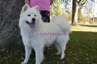 Balto, a male Samoyed for sale in Curtiss, WI – Photo 5 of 9