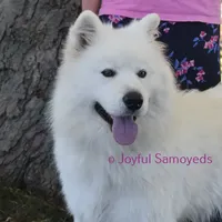 Balto, a male Samoyed for sale in Curtiss, WI – Photo 1 of 9