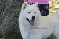 Balto, a male Samoyed for sale in Curtiss, WI – Photo 1 of 9